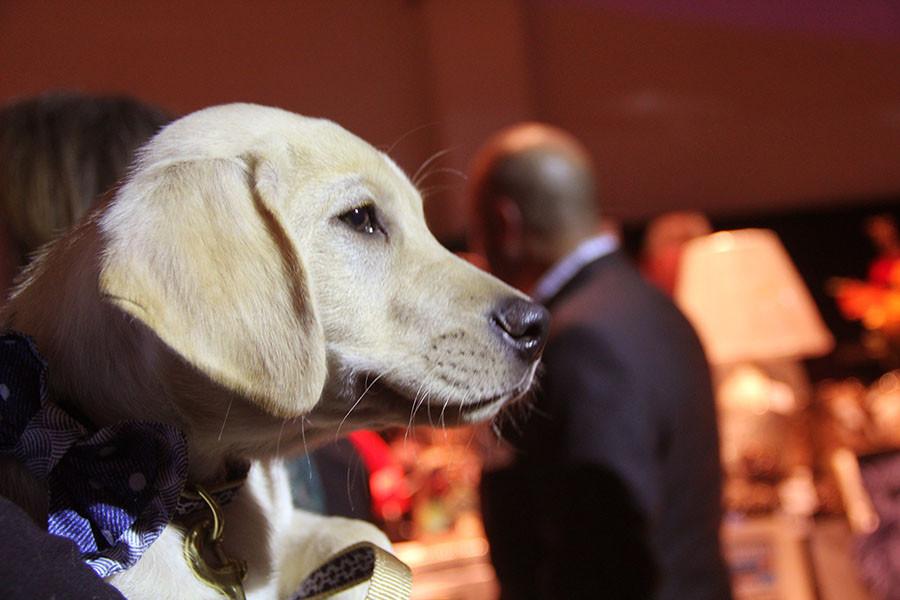 The auction dog looks out at the auction Nov. 21. The Hodes family bought the yellow lab puppy and named him Royal. photo by Clare Kenney
