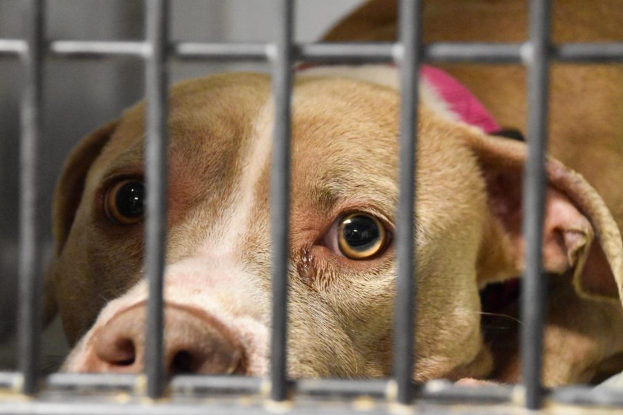 Natasha, a American Pit Bull Terrier mix, sits forlornly in her kennel at Kansas City Pet Project on Dec. 9. Natasha is marked as a “shy/scared” dog, but it is unknown what she’s afraid of. photo by Claire Smith 