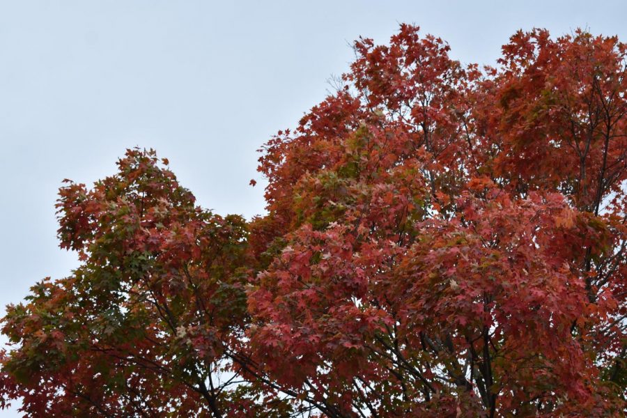 A Sweetgum Tree in Brookside has changed its leaves from green to red Sept. 27. After the leaves change colors they will drop off the tree. photo by Lucy Doerflinger