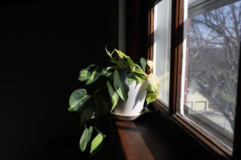 The sun shines on a plant on a window ledge Feb. 28. Plants are helpful 
to many households because they can filter the air in any room. photo by Kaylee Lary 
