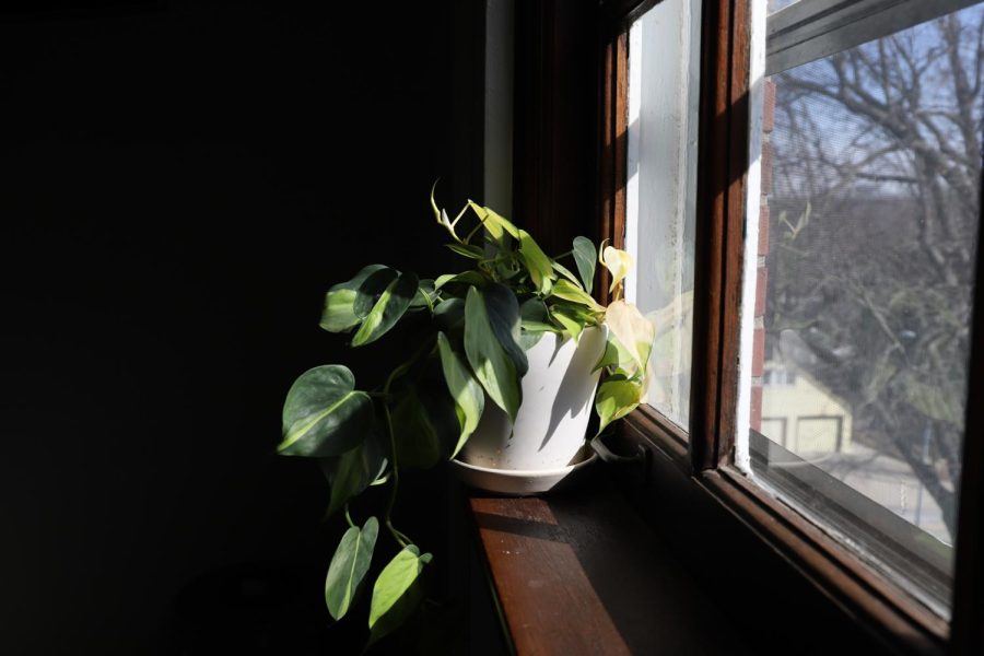 The+sun+shines+on+a+plant+on+a+window+ledge+Feb.+28.+Plants+are+helpful+%0Ato+many+households+because+they+can+filter+the+air+in+any+room.+photo+by+Kaylee+Lary+