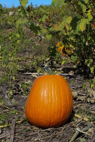 A pre-picked pumpkin sits upright in the pumpkin patch.