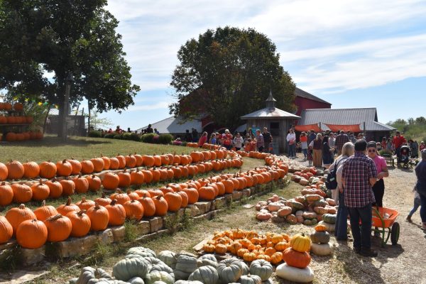 Many people gather to pick out a pumpkin at the Red Barn Farm in Weston.
